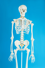 Photo of Artificial human skeleton model on blue background