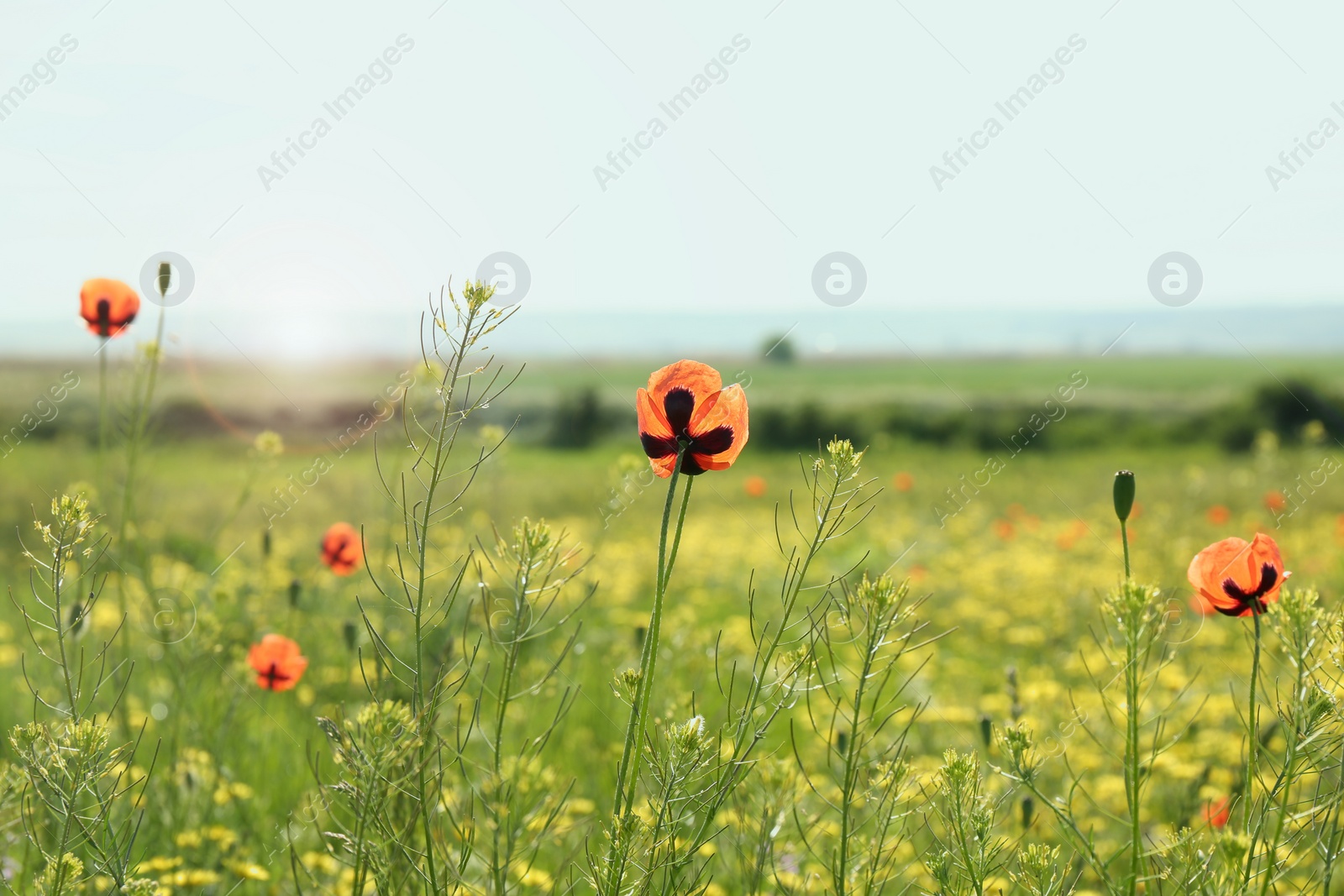 Photo of Beautiful flowers growing in meadow on sunny day