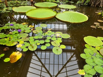 Pond with beautiful waterlily plants in greenhouse