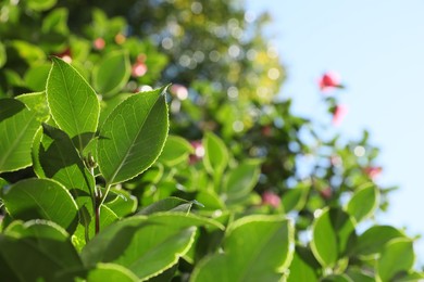 Beautiful green bush growing outdoors on sunny day, closeup. Space for text