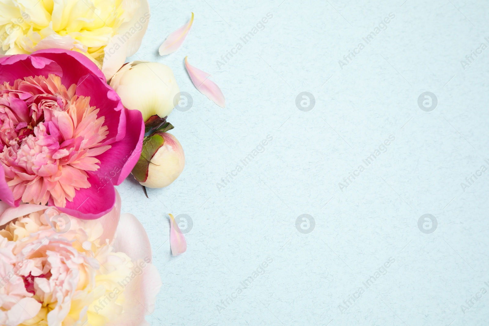 Photo of Beautiful fresh peonies on light blue background, flat lay. Space for text
