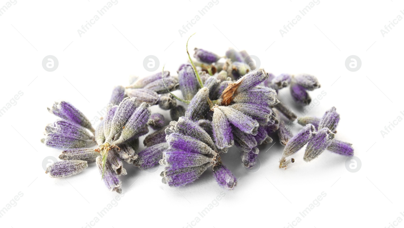 Photo of Beautiful blooming lavender flowers on white background