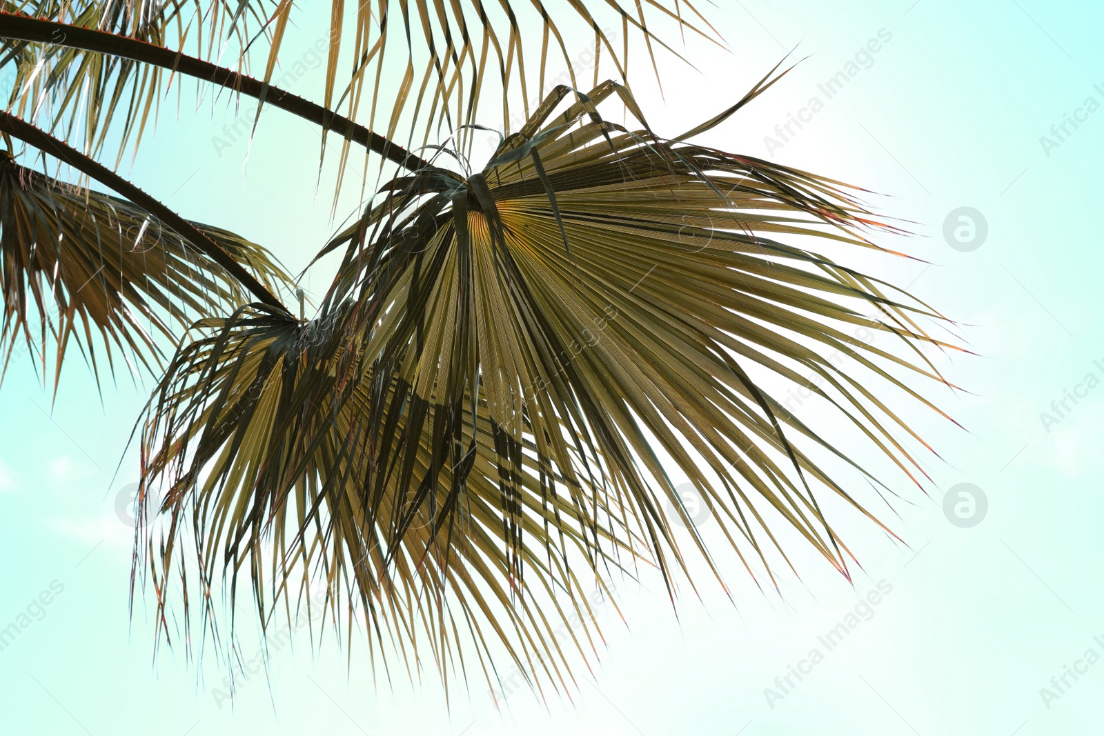 Image of Beautiful view of palm branches on sunny summer day. Stylized color toning