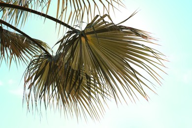 Beautiful view of palm branches on sunny summer day. Stylized color toning