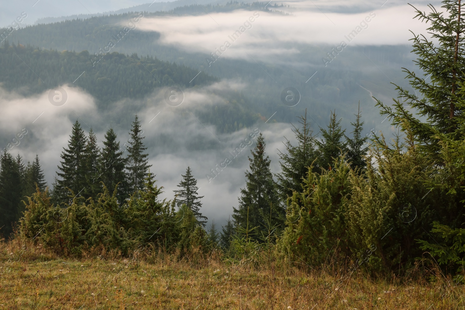 Photo of Picturesque view of mountain landscape with beautiful forest and fog patches