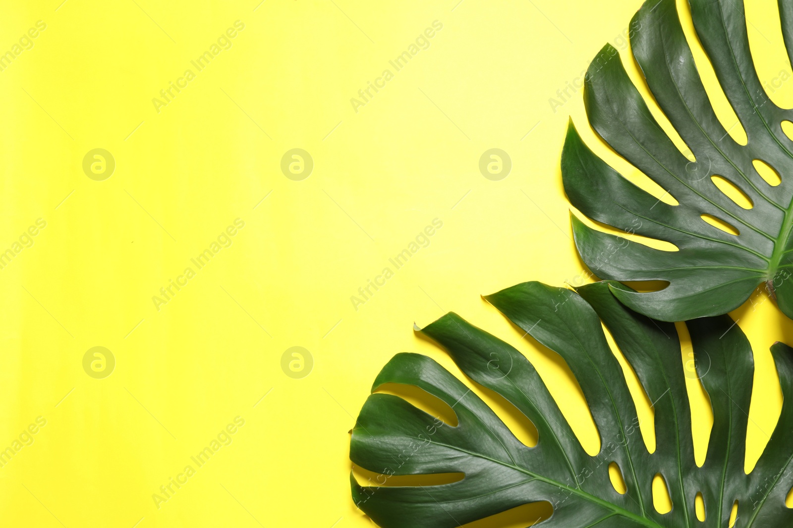 Photo of Green fresh monstera leaves on color background, flat lay with space for text. Tropical plant