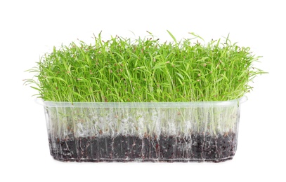 Fresh organic microgreen in plastic container on white background