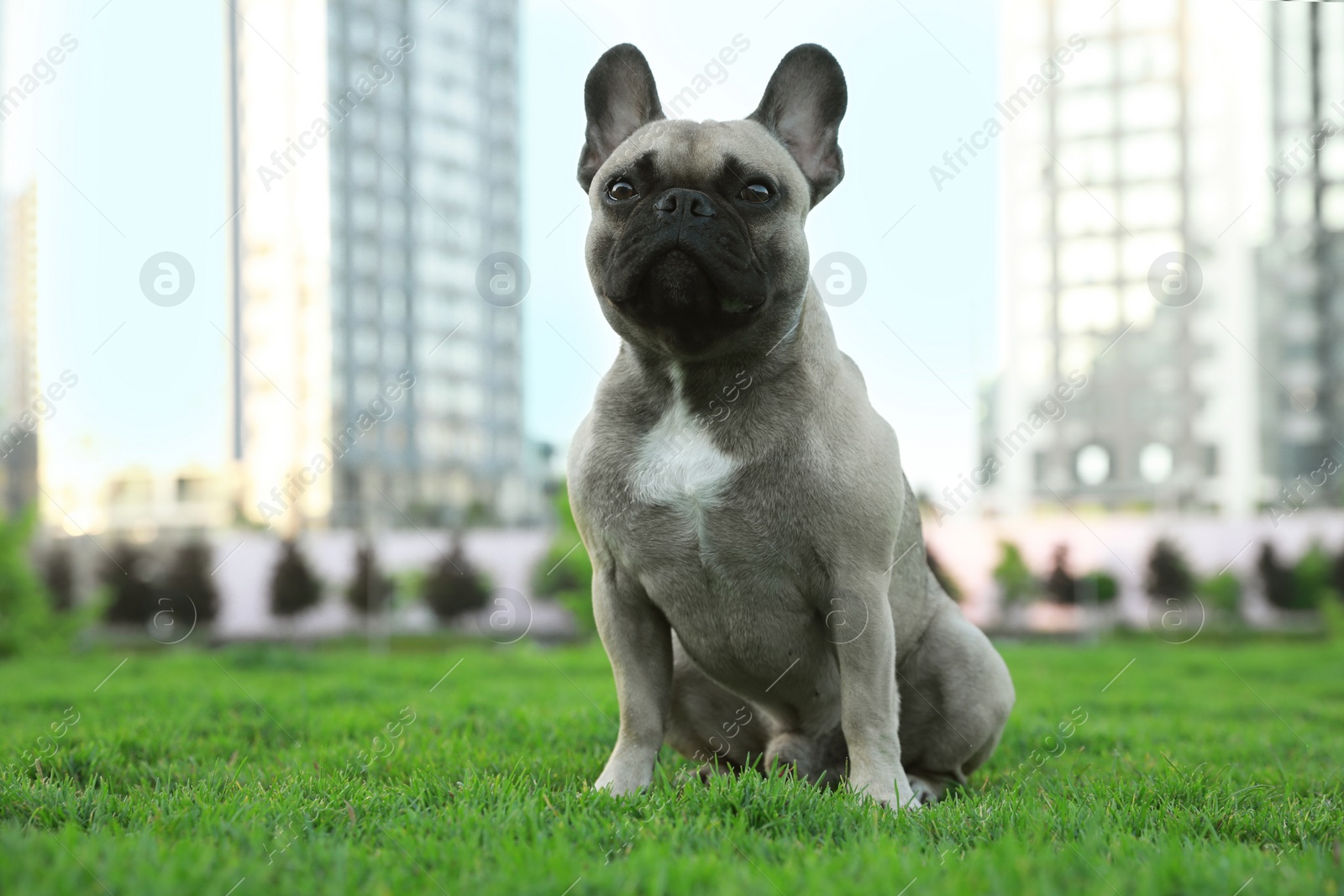 Photo of Cute French bulldog on green grass outdoors., space for text. Lovely pet