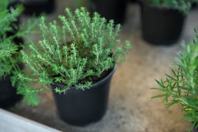 Potted thyme on table, closeup. Space for text