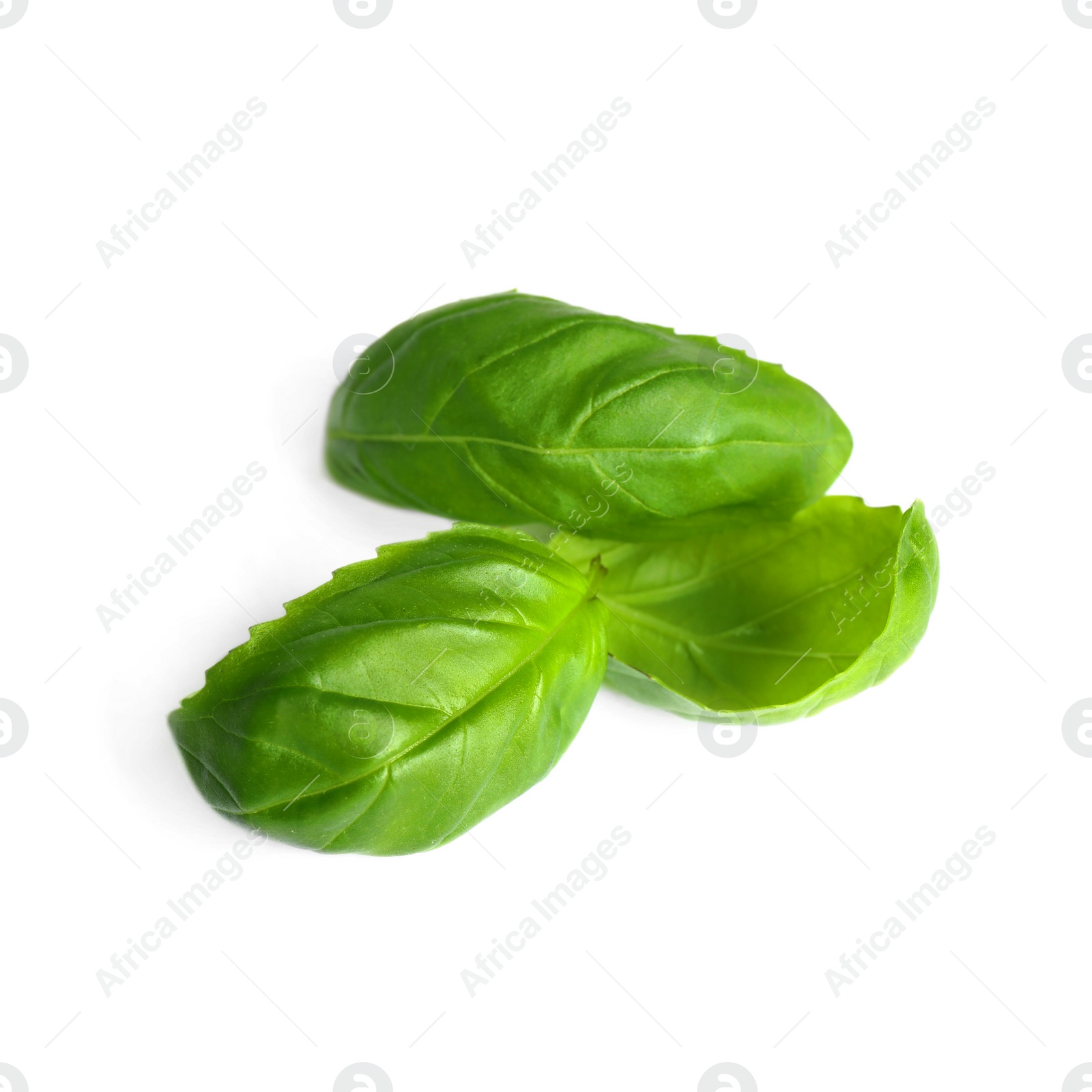 Photo of Fresh green basil leaves isolated on white