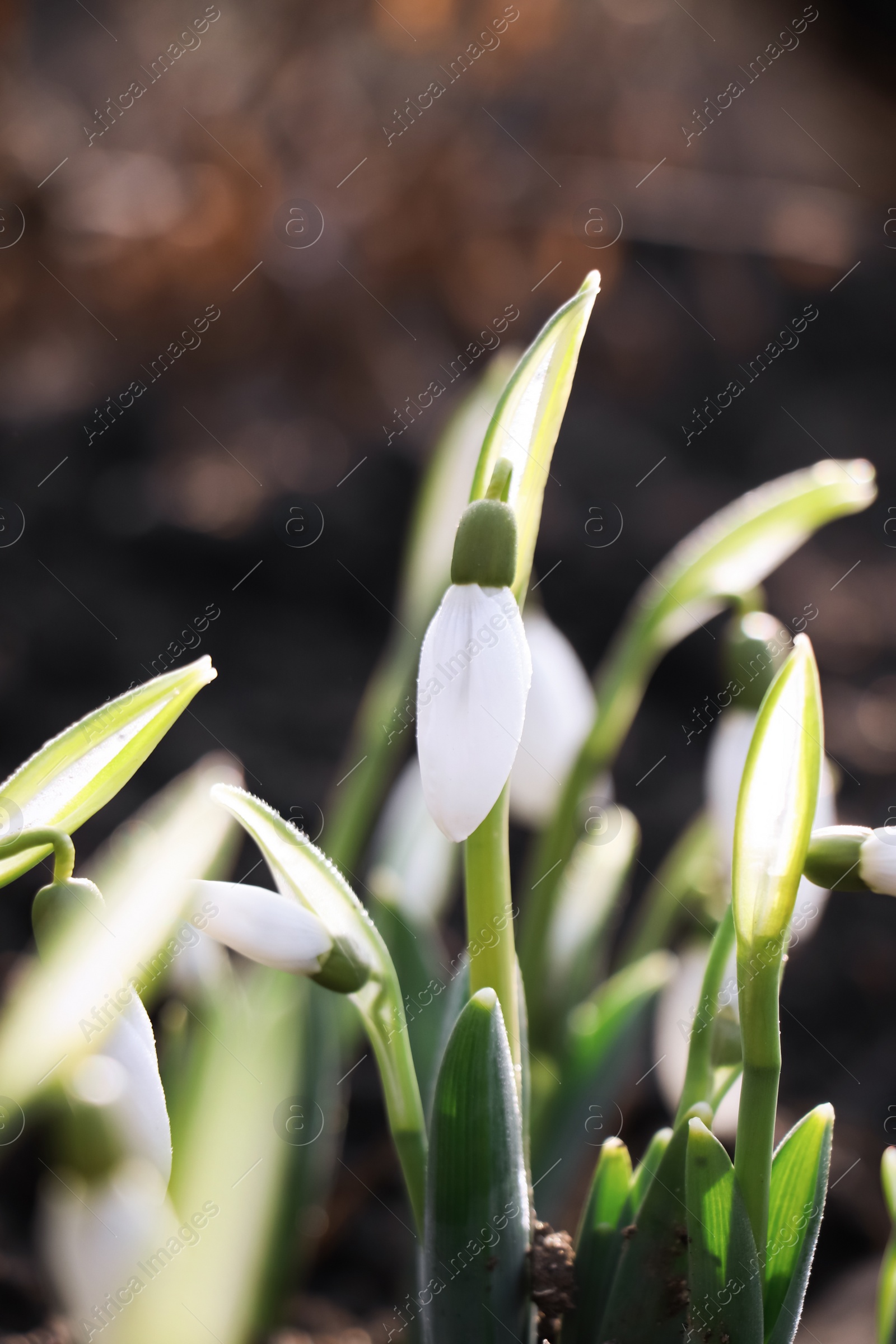 Photo of Beautiful snowdrops growing outdoors, closeup. Early spring flower