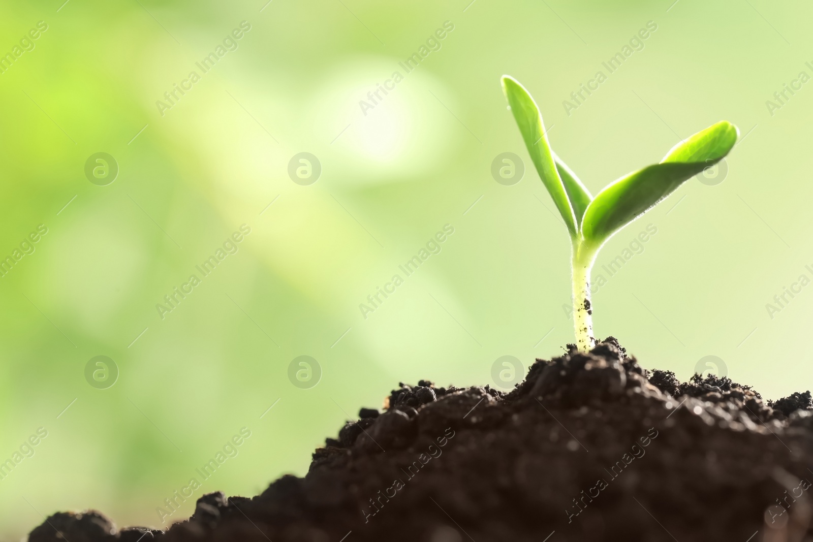 Photo of Young vegetable seedling growing in soil outdoors, space for text