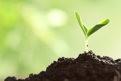 Photo of Young vegetable seedling growing in soil outdoors, space for text