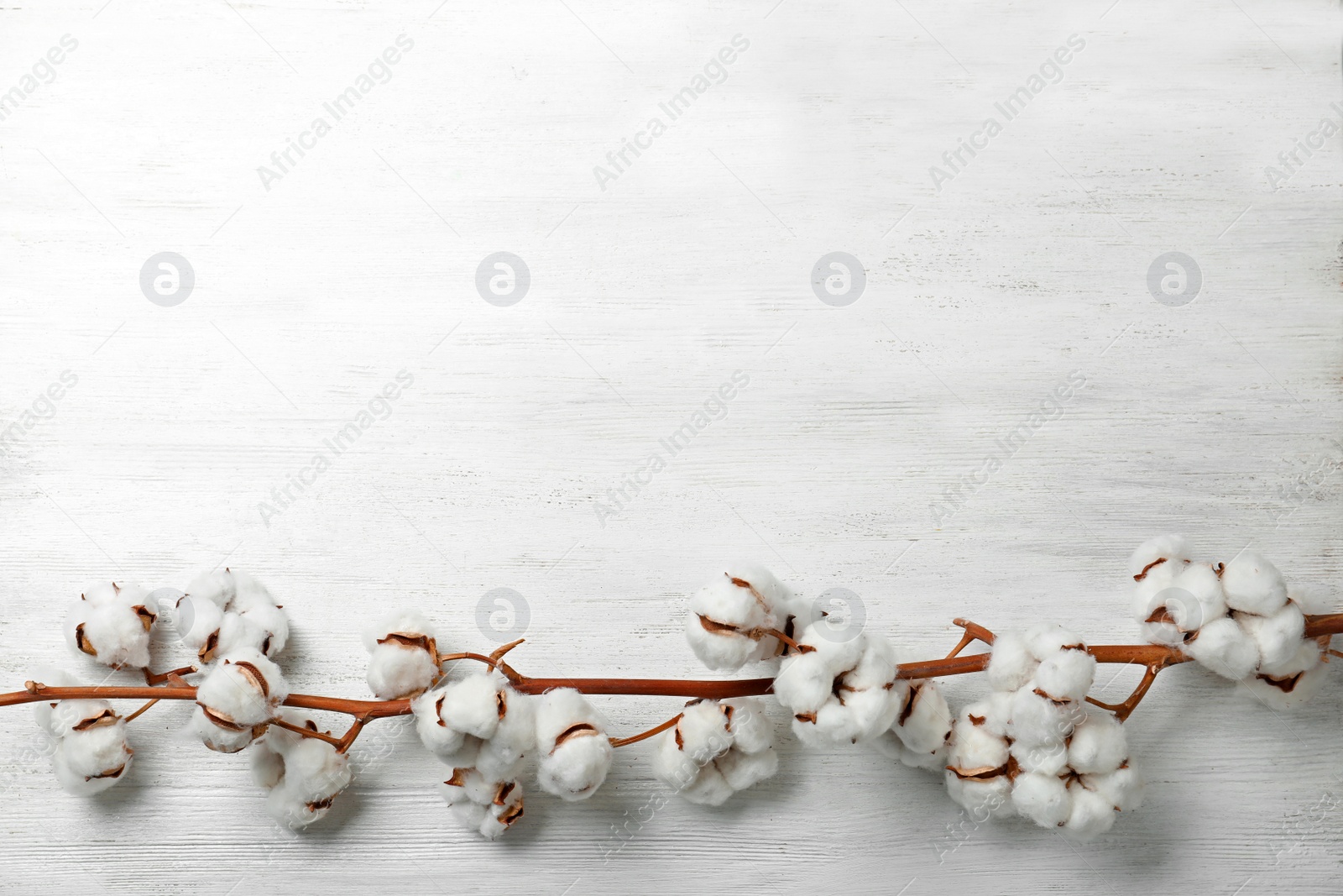 Photo of Branch of cotton plant on white wooden background, top view. Space for text