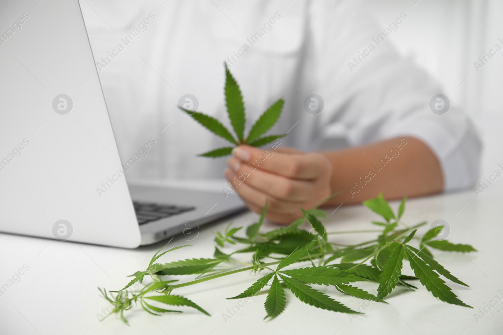 Photo of Scientist with hemp in office, closeup. Medical cannabis