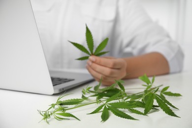 Photo of Scientist with hemp in office, closeup. Medical cannabis