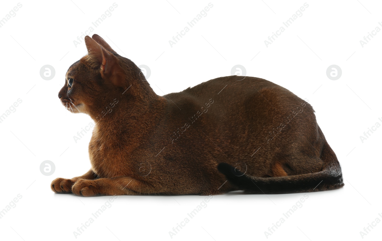 Photo of Beautiful Abyssinian cat on white background. Lovely pet