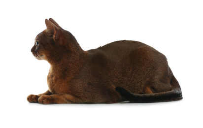 Photo of Beautiful Abyssinian cat on white background. Lovely pet