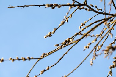 Beautiful pussy willow branches with catkins against blue sky