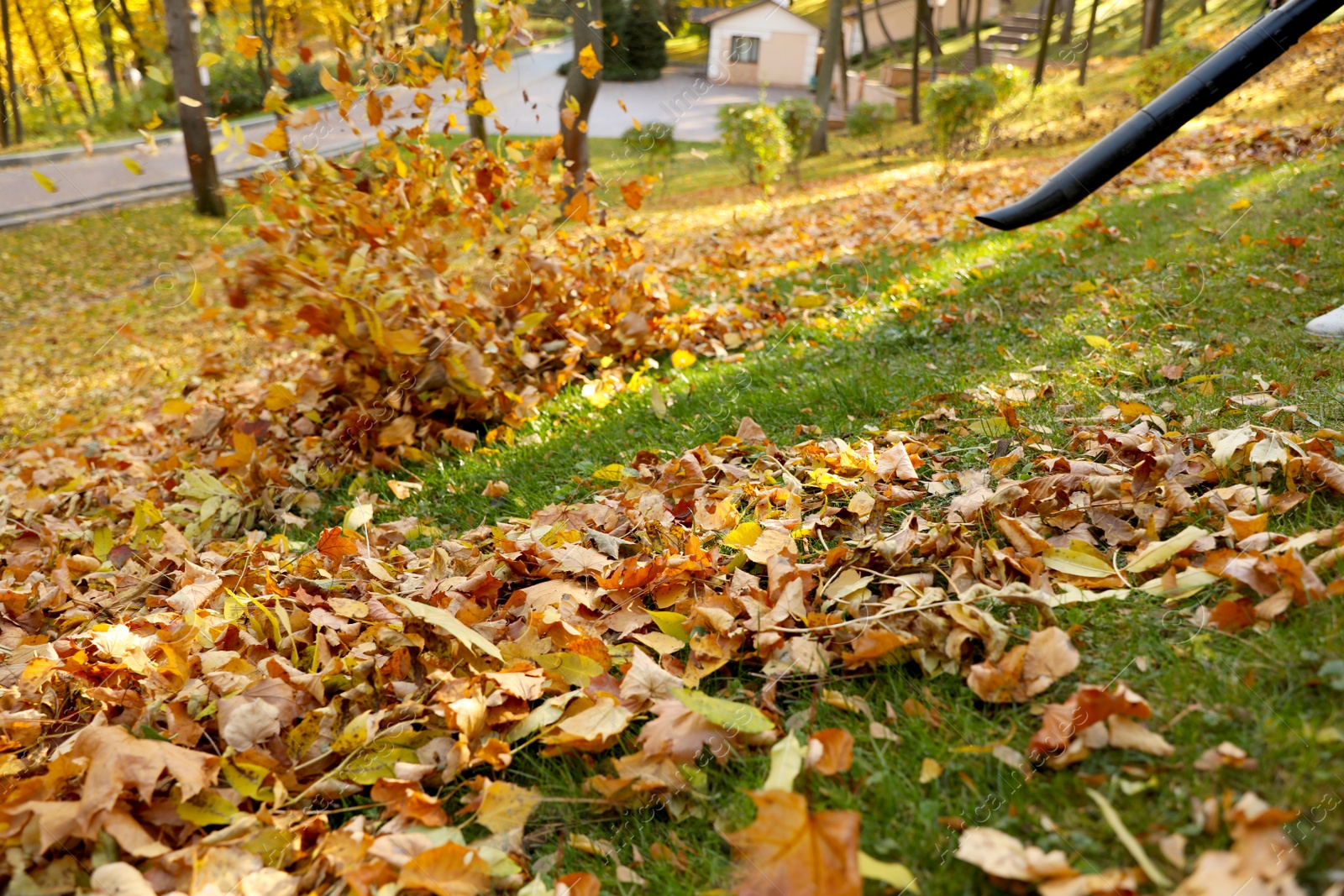 Photo of Removing autumn leaves with blower from lawn in park
