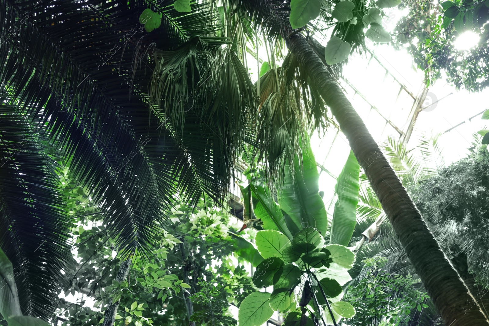 Photo of Different tropical plants with green leaves in botanical garden