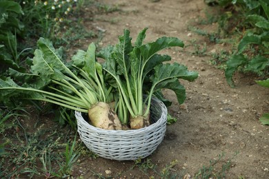 Photo of Wicker basket with fresh white beets in field