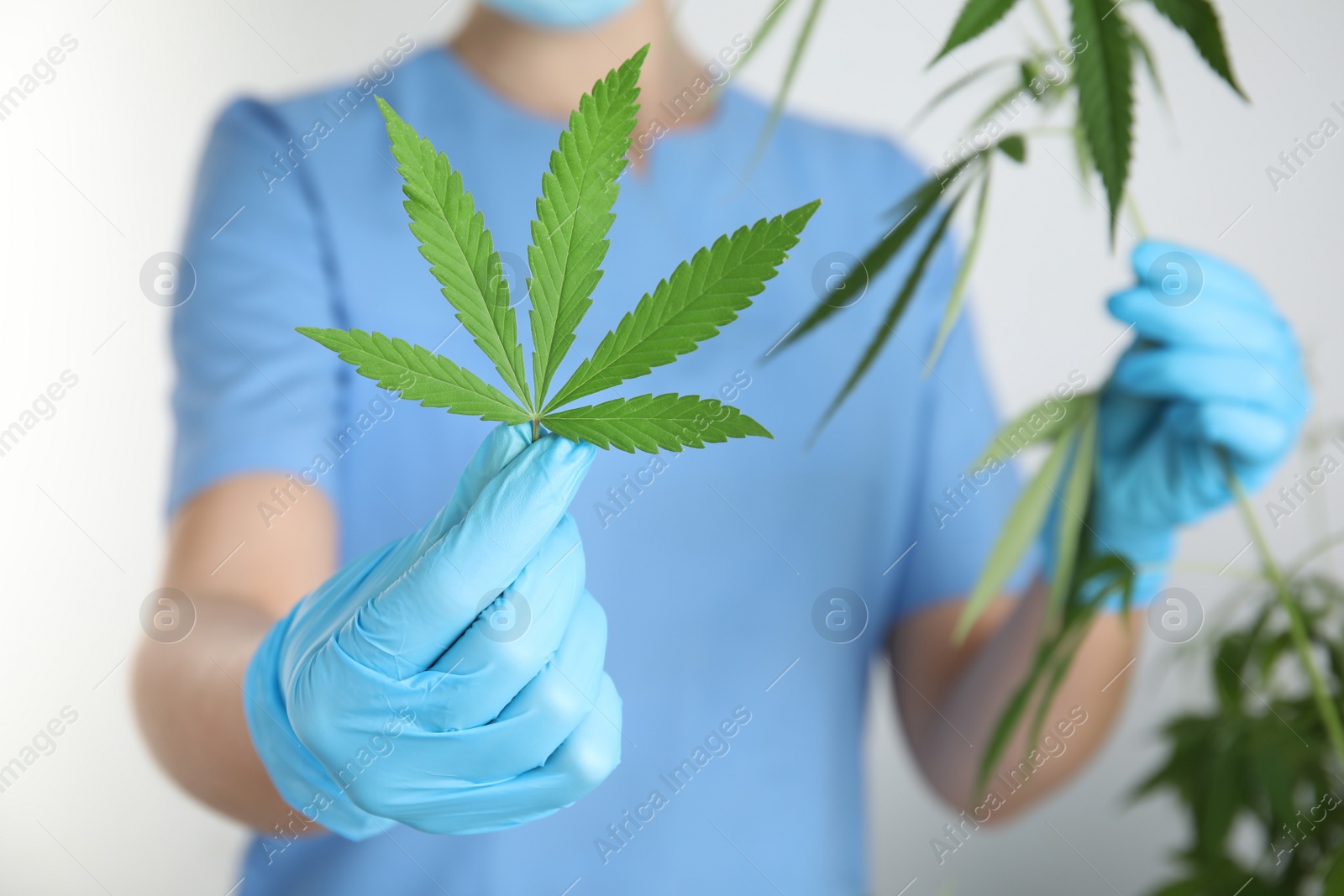 Photo of Doctor holding fresh hemp plant on white background, closeup. Medical cannabis