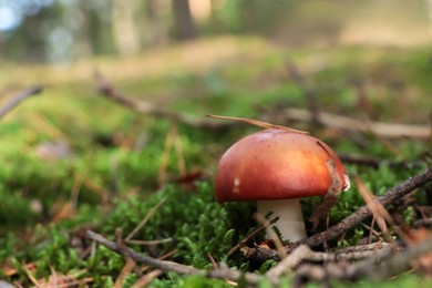 Photo of Russula mushroom growing among green grass in forest. Space for text
