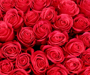 Photo of Beautiful roses as background, closeup. Floral decor