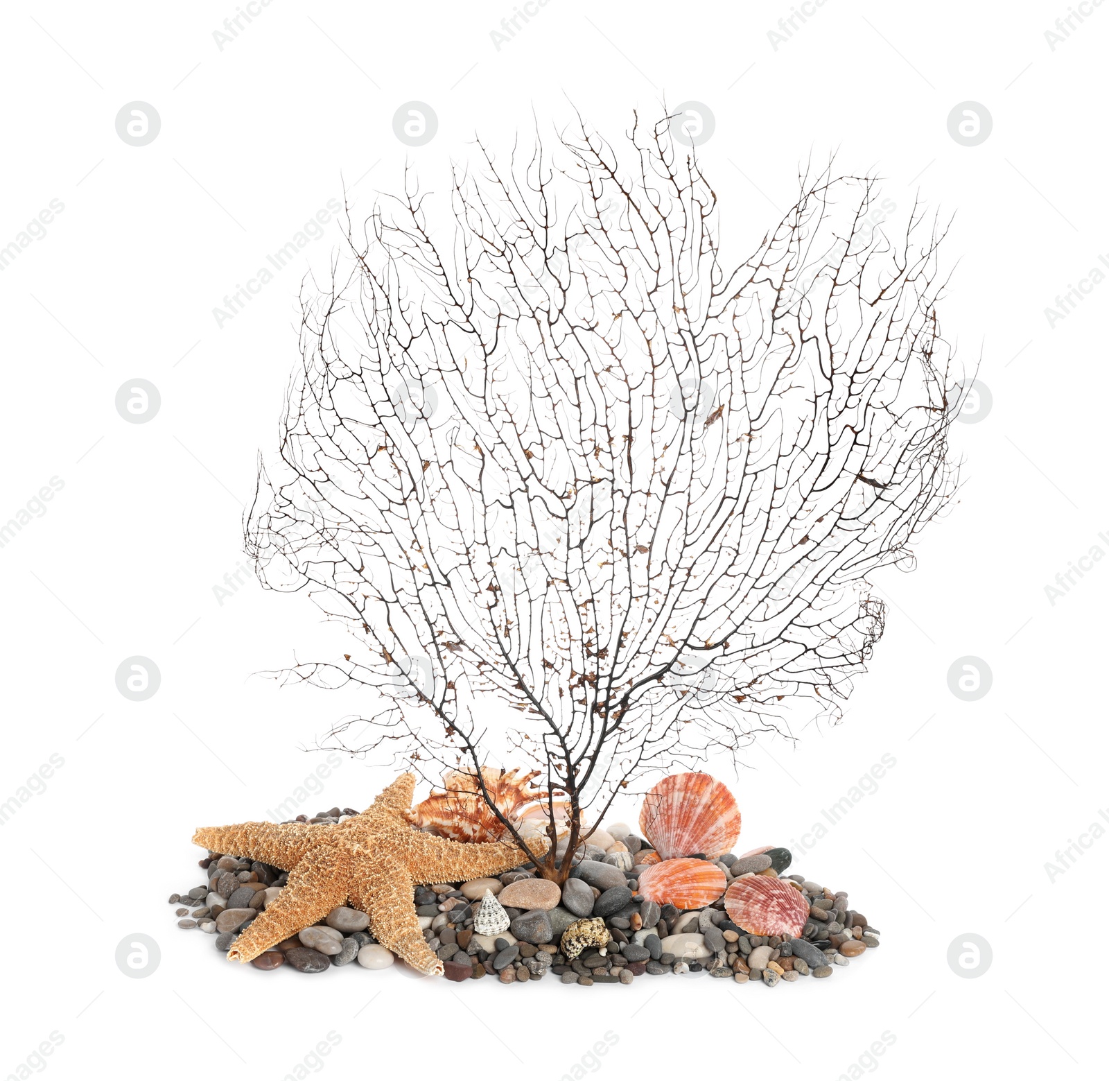 Photo of Beautiful exotic branching coral, shells, pebbles and starfish on white background