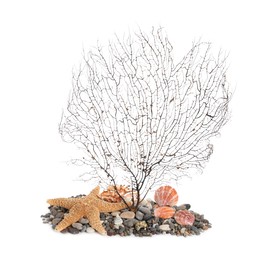 Beautiful exotic branching coral, shells, pebbles and starfish on white background