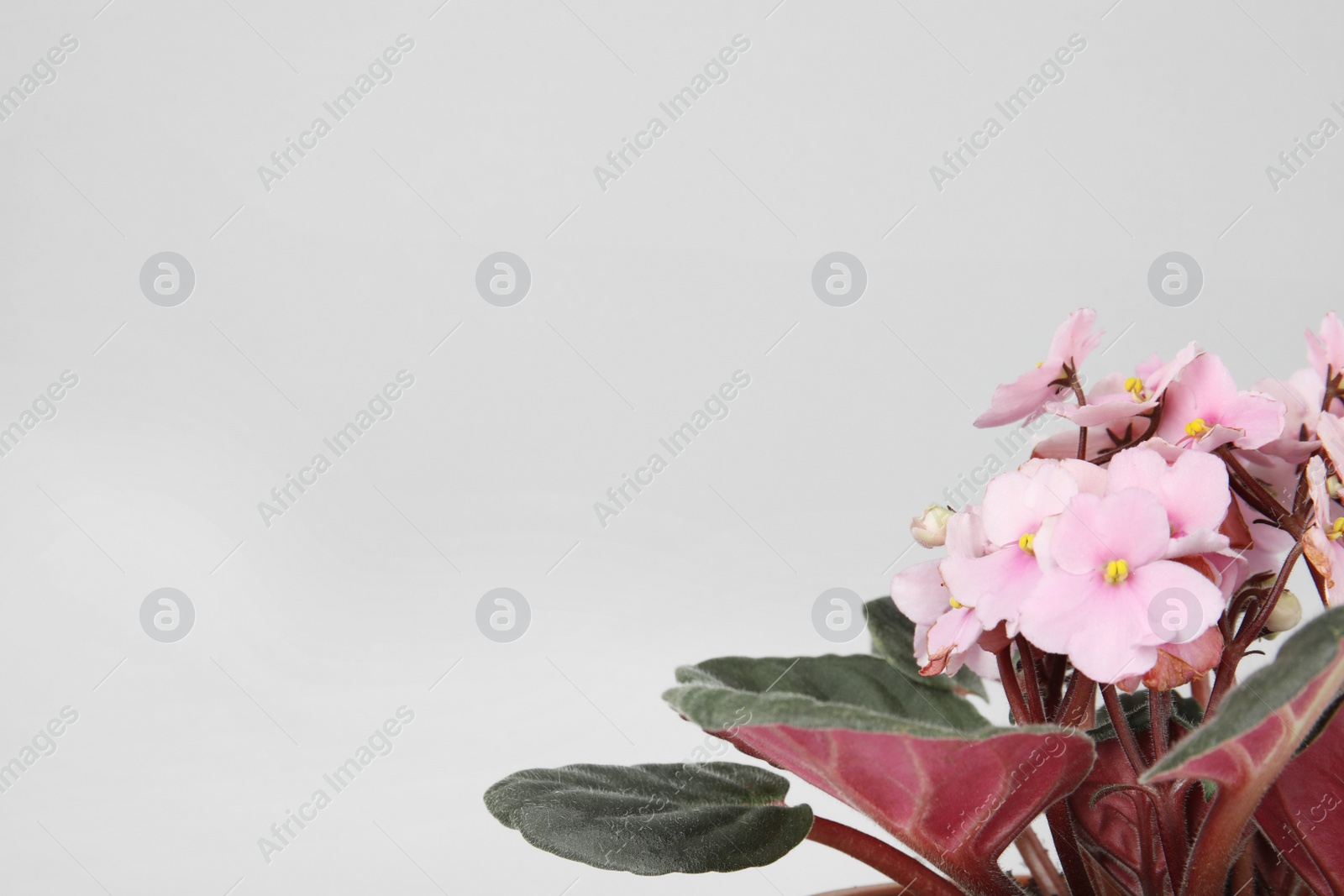 Photo of Saintpaulia home plant on grey background, space for text