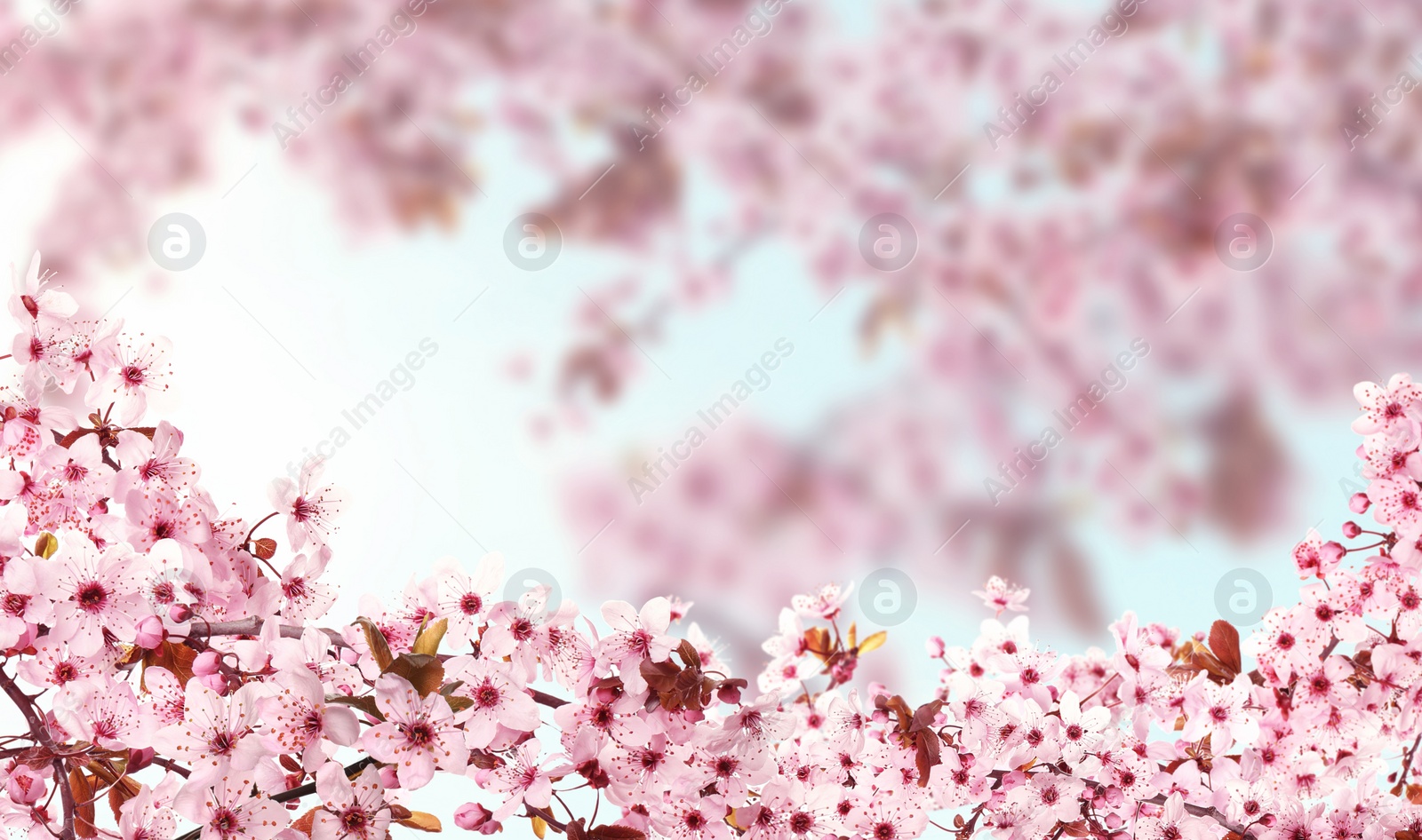 Image of Beautiful sakura tree branches with delicate pink flowers on blurred background