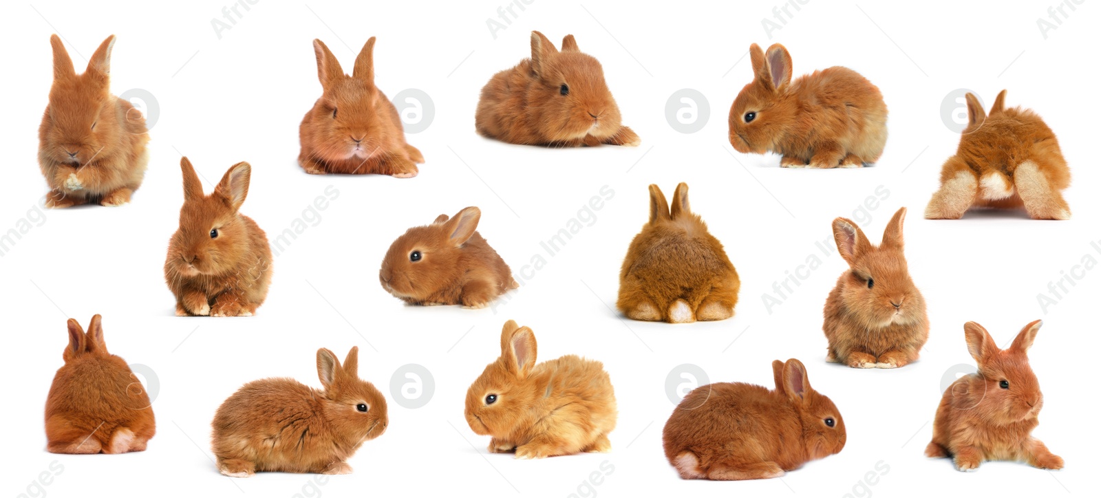 Image of Collage with adorable fluffy Easter bunnies on white background