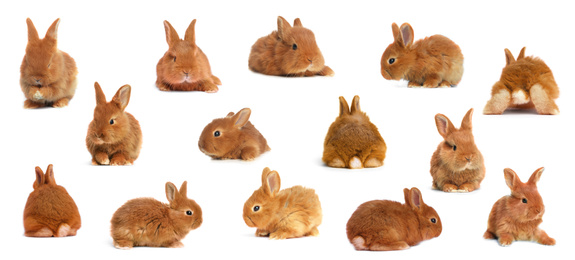 Image of Collage with adorable fluffy Easter bunnies on white background