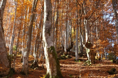 Beautiful landscape with autumn forest and fallen leaves on ground