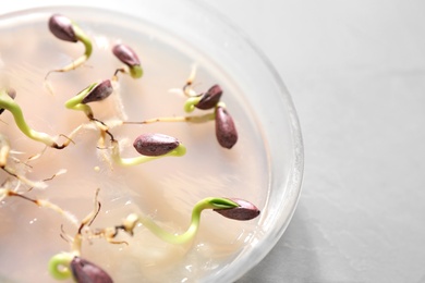 Photo of Germination and energy analysis of sunflower seeds in Petri dish on table, closeup. Laboratory research