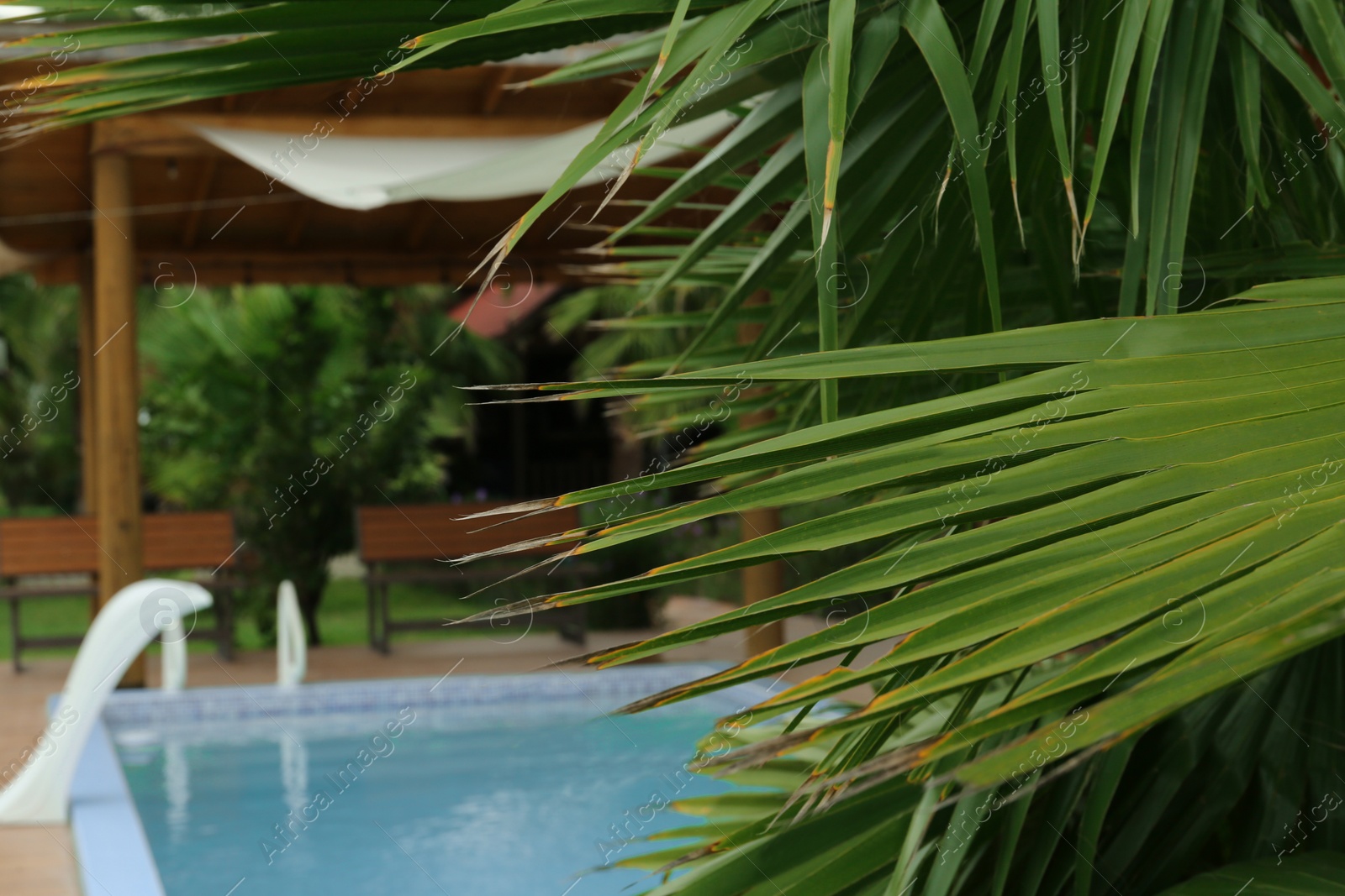 Photo of Green palm near outdoor swimming pool, closeup. Space for text