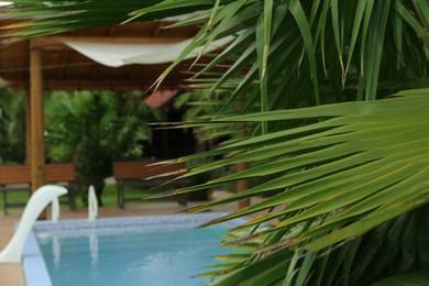 Green palm near outdoor swimming pool, closeup. Space for text