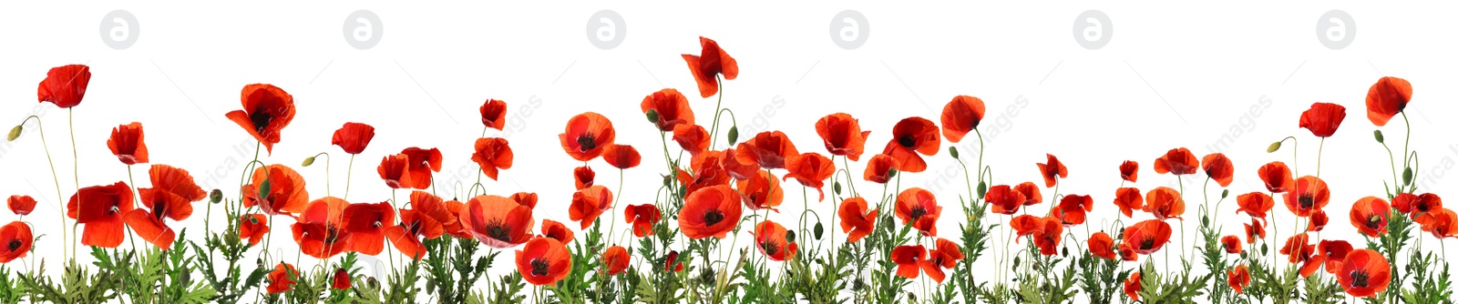 Image of Beautiful red poppy flowers on white background. Banner design