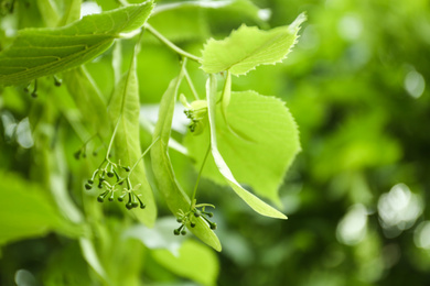 Photo of Young linden tree with fresh leaves and green buds outdoors on spring day, closeup