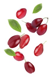 Many fresh dogwood berries and leaves falling on white background