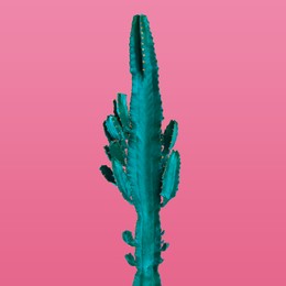 Image of Beautiful cactus on pink background. Creative design