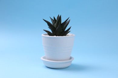 Photo of Beautiful succulent plant in pot on light blue background