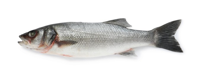 Photo of Fresh sea bass fish isolated on white, top view