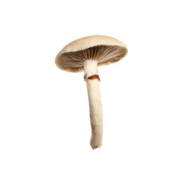 Photo of Fresh wild pioppini mushroom isolated on white
