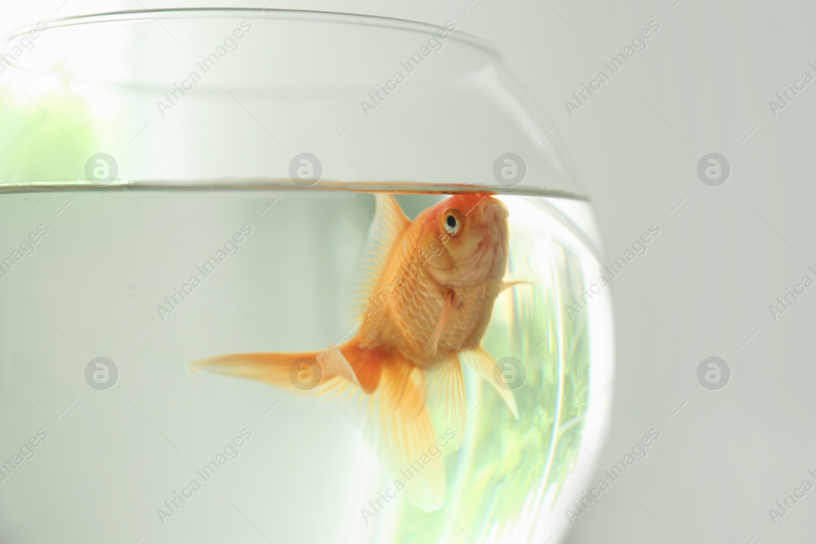 Photo of Beautiful bright small goldfish in round glass aquarium, closeup