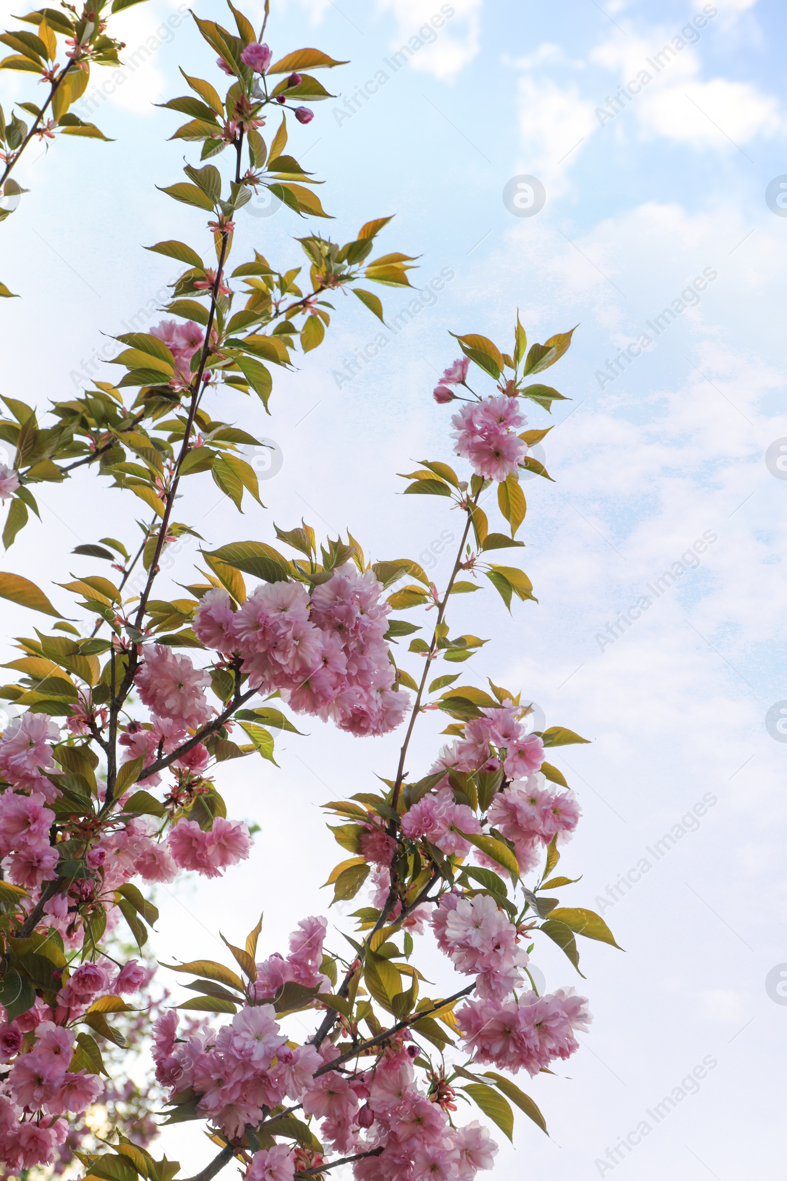 Photo of Blossoming pink sakura tree outdoors on spring day, closeup