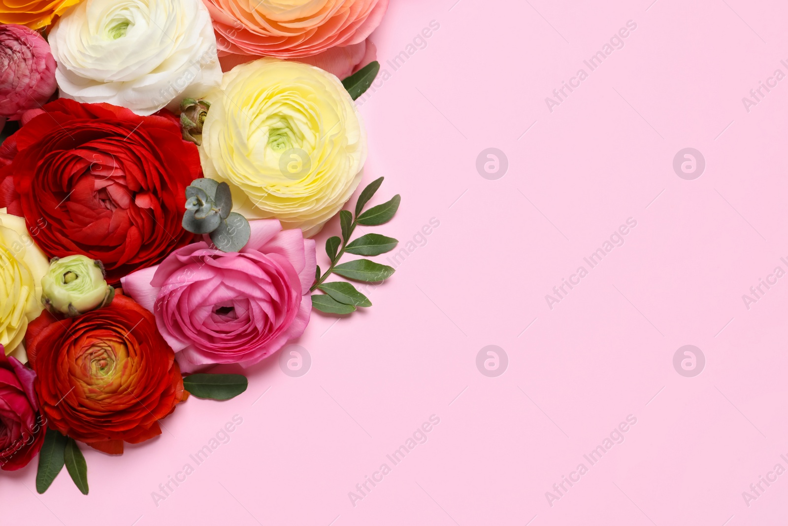 Photo of Beautiful ranunculus flowers on pink background, flat lay. Space for text