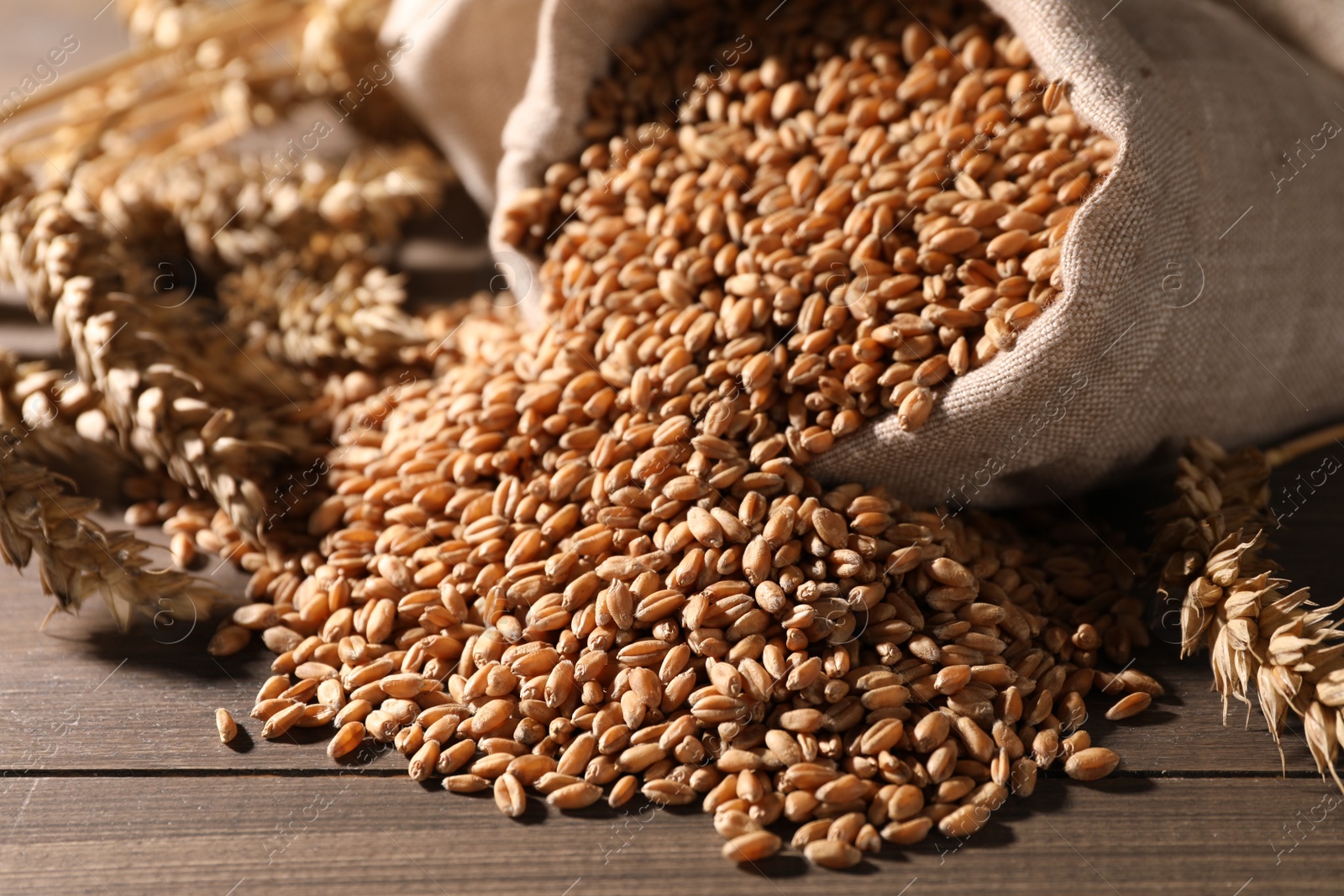 Photo of Wheat grains with spikelets on wooden table